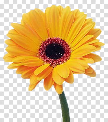 Spring, yellow Gerbera daisy in bloom transparent background PNG clipart