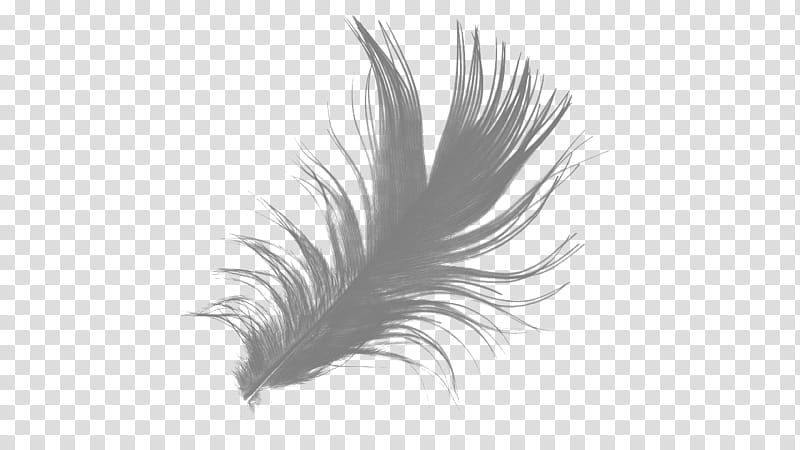 Cositas para Decorar tus Ediciones, grey feather transparent background PNG clipart