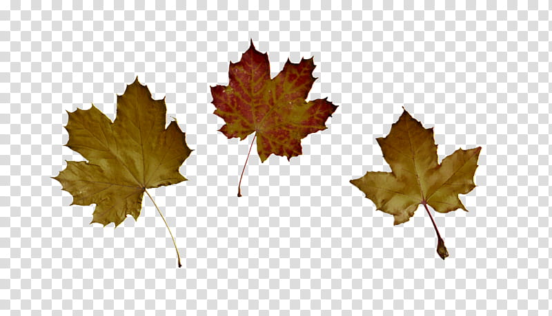 Maple leaf, Tree, Black Maple, Plane, Woody Plant, Yellow, Grape Leaves, Planetree Family transparent background PNG clipart