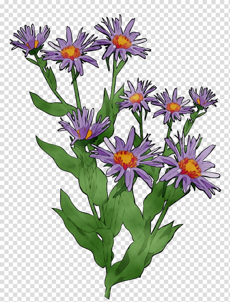 Flowers, Purple, Cut Flowers, Annual Plant, Wildflower, Plants, Alpine Aster, European Michaelmas Daisy transparent background PNG clipart