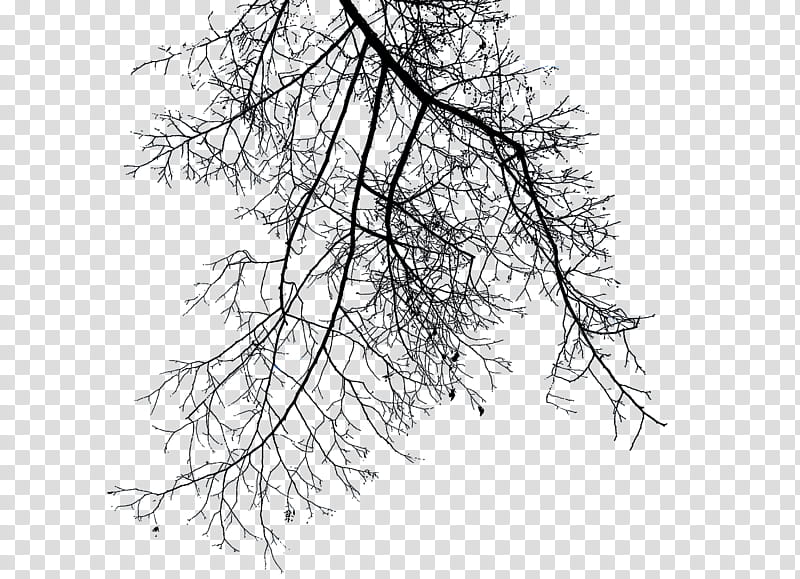 Branches III, bare tree illustration transparent background PNG clipart