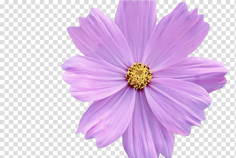 Lavender, Petal, Flower, Pink, Violet, Cosmos, Purple, Plant transparent background PNG clipart