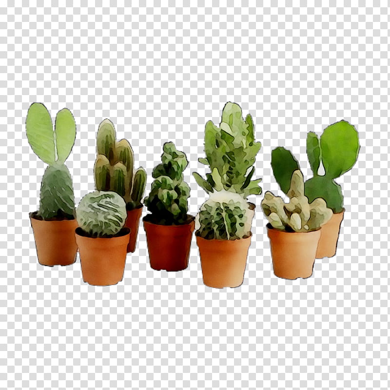 Christmas Gift, Cactus, Houseplant, Succulent Plant, Plants, Flowerpot, Garden, Schlumbergera transparent background PNG clipart