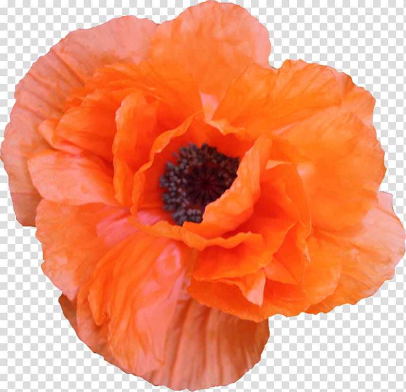 Flower , blooming orange poppy flower transparent background PNG clipart