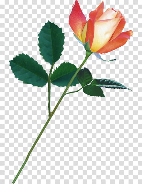 Pink Flower, Garden Roses, Cabbage Rose, Cut Flowers, Bud, Petal, Floribunda, Rose Family transparent background PNG clipart
