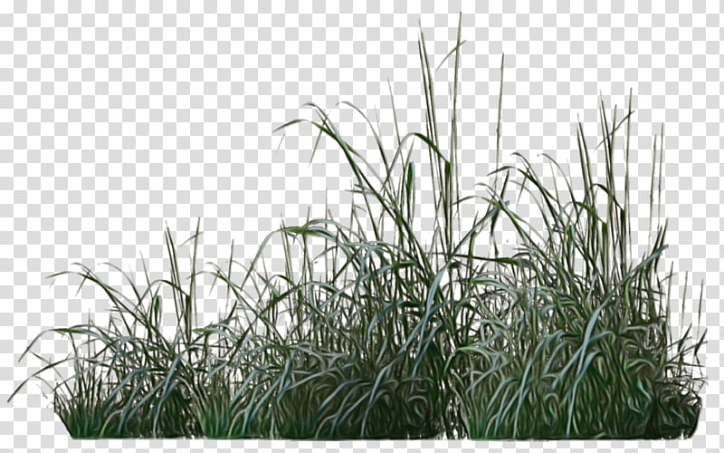 grass plant grass family lawn flower, Watercolor, Paint, Wet Ink, Phragmites, Chrysopogon Zizanioides, Sweet Grass, Grassland transparent background PNG clipart