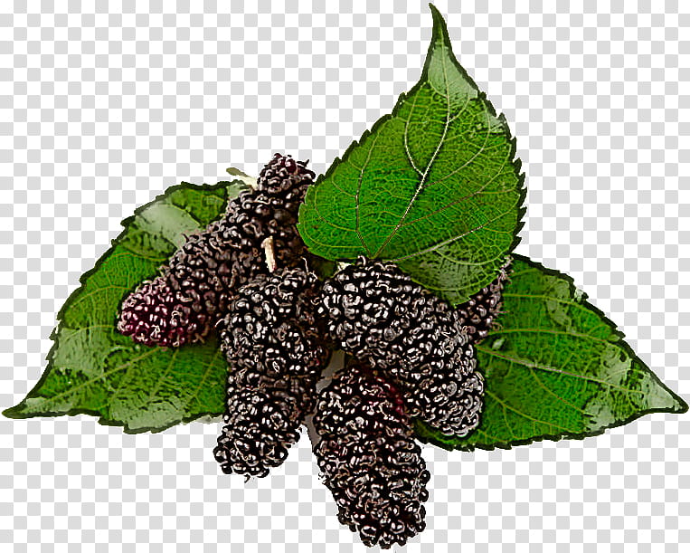 leaf plant flower red mulberry blackberry, Food, Perilla, Mulberry Family, Rubus transparent background PNG clipart
