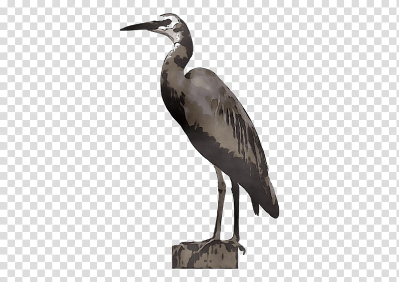 Crane Bird, Heron, Stork, Beak, Ibis, Wader, Cranelike Bird, Great Blue Heron transparent background PNG clipart