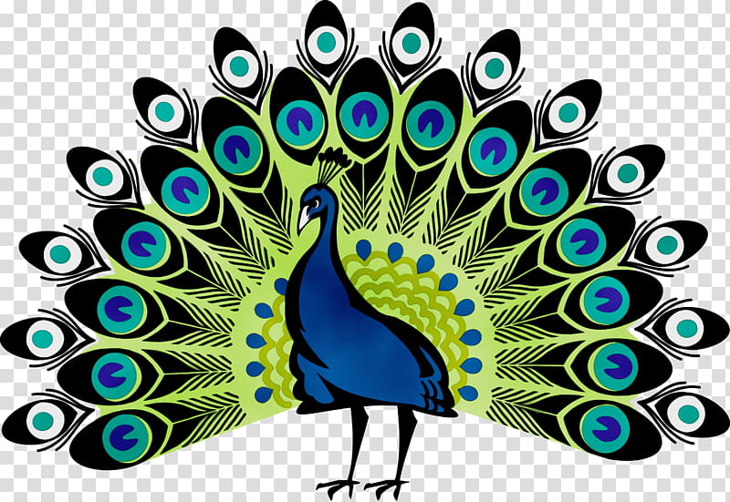 peacock dancing sketch