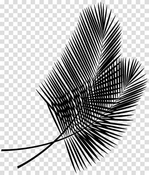 Cartoon Palm Tree, Line, Leaf, Black, White, Blackandwhite, Plant, Woody Plant transparent background PNG clipart