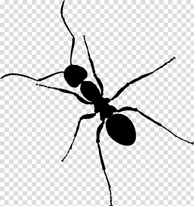 Ant, Insect, Black Garden Ant, Drawing, Silhouette, Pest, Line, Membranewinged Insect transparent background PNG clipart