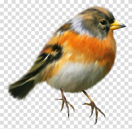 Robin Bird, Sparrow, European Robin, Wren, House Sparrow, American Robin, Animal, Drawing transparent background PNG clipart