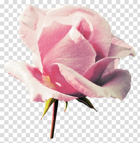 Pastel S Pink Rose Illustration Transparent Background Png