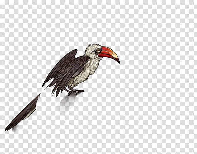 Hornbill Bird, Egyptian Vulture, Bald Eagle, Beak, Heron, Golden Eagle, Southern Ground Hornbill, Cinereous Vulture transparent background PNG clipart