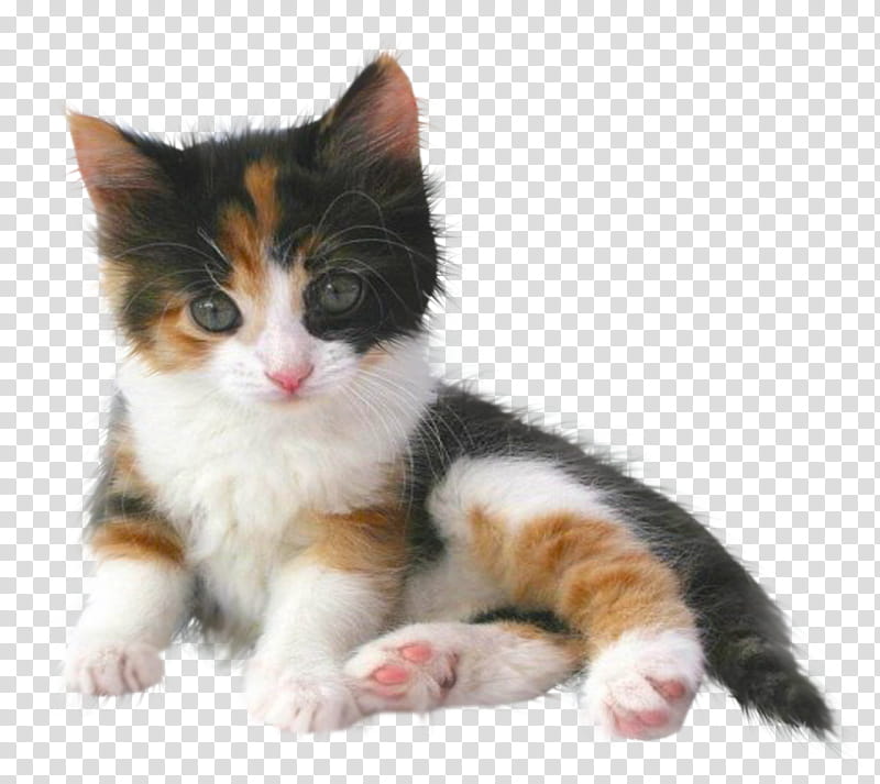 cats , orange and black cat transparent background PNG clipart