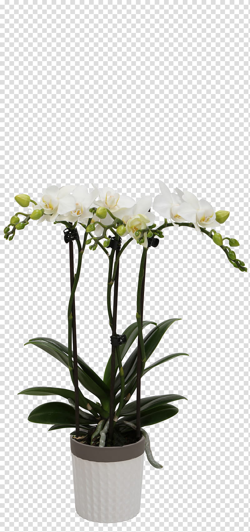 flower plant flowerpot cut flowers moth orchid, Houseplant, Dendrobium transparent background PNG clipart