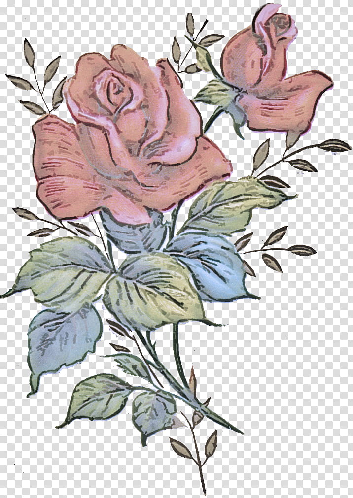 Rose, Flower, Plant, Rose Family, Prickly Rose, Pedicel transparent background PNG clipart