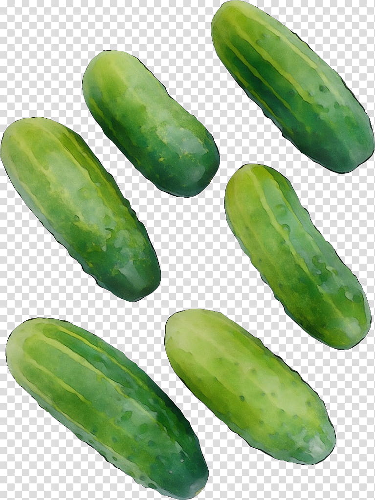 scarlet gourd cucumber cucumis plant vegetable, Watercolor, Paint, Wet Ink, Cucumber Gourd And Melon Family, Food transparent background PNG clipart