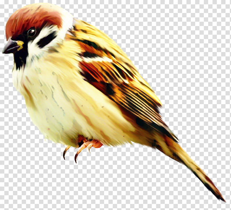 Cartoon Bird, Sparrow, House Sparrow, Drawing, American Sparrows, Beak, Emberizidae, Songbird transparent background PNG clipart