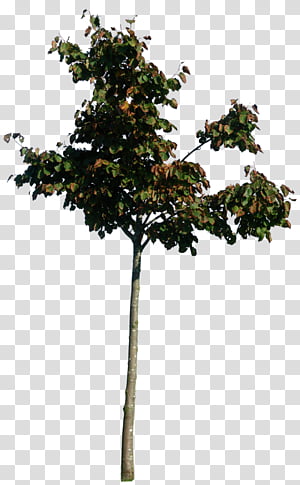 O1, green tree transparent background PNG clipart thumbnail