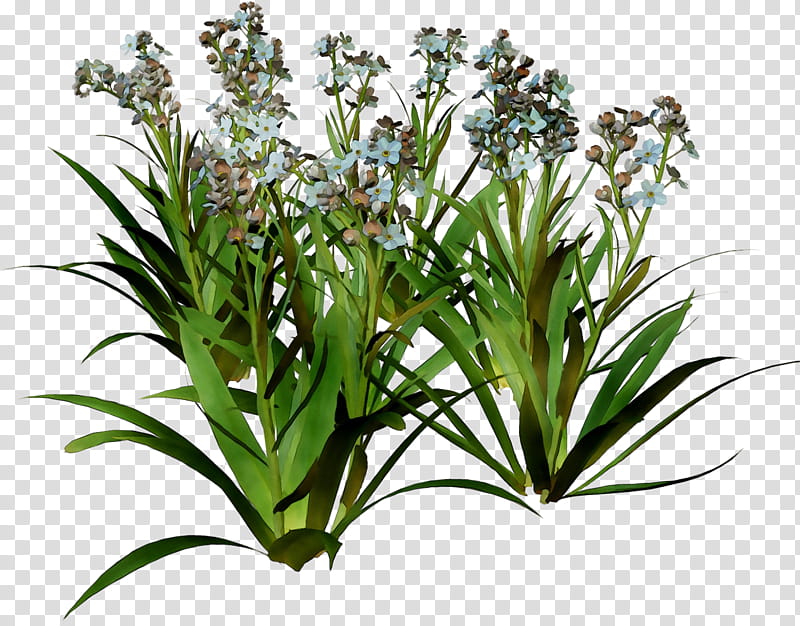 Lily Flower, Grasses, Terrestrial Plant, Herb, Plants, Houseplant, Crinum, Gymea Lily transparent background PNG clipart