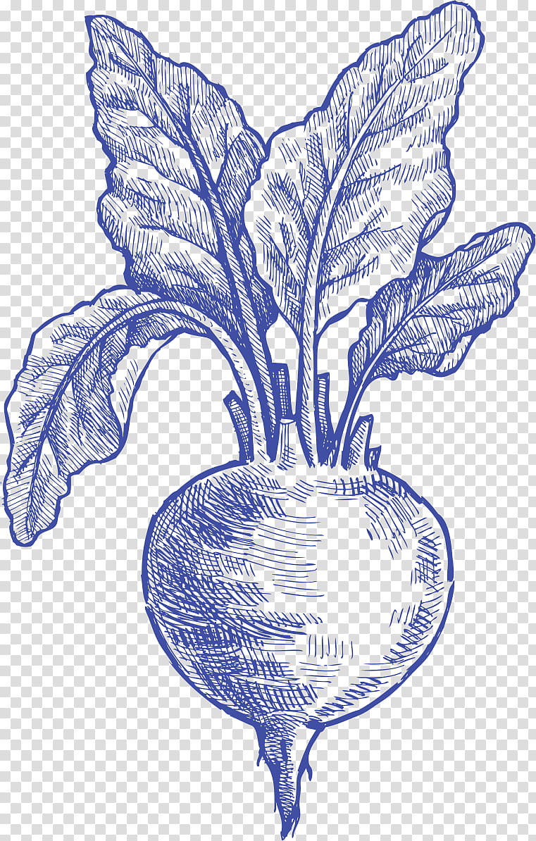 Flower Painting, Vegetable, Drawing, Beetroots, Plants, Food, Leaf, Cabbage transparent background PNG clipart