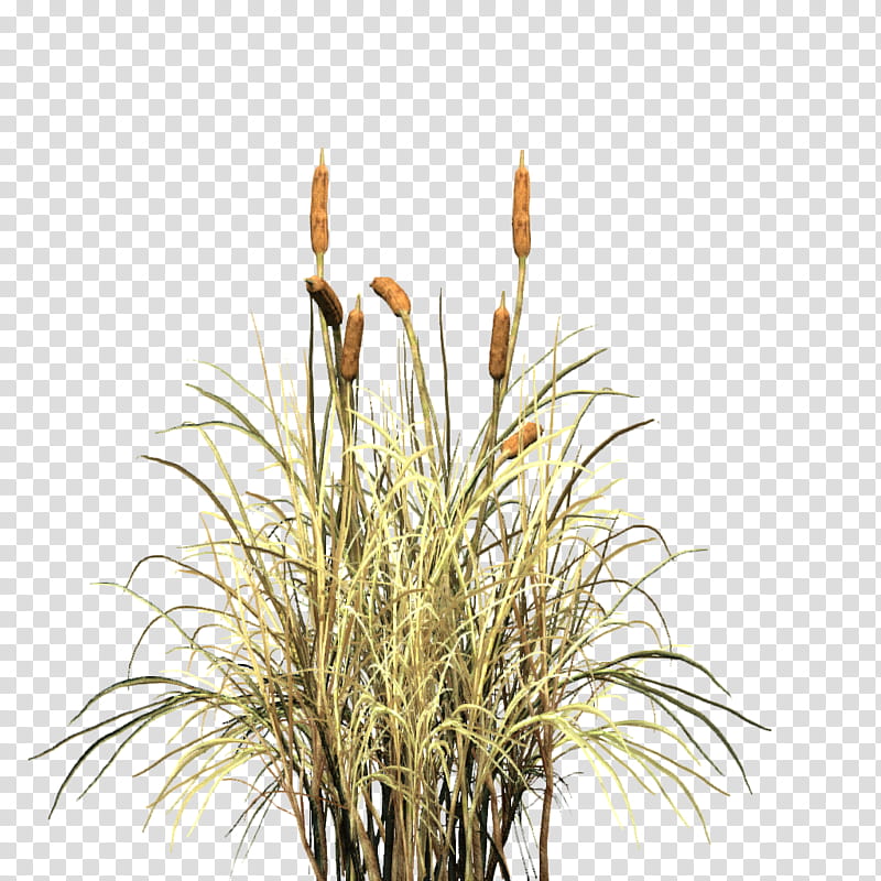 Flower Stem, Cat, Tail, Cattail, Warriors, Grass, Plant, Grass Family transparent background PNG clipart