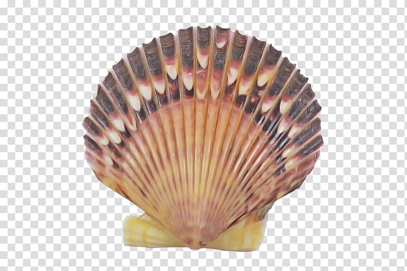 shell cockle scallop bivalve clam, Shellfish, Decorative Fan, Hand Fan, Seafood transparent background PNG clipart