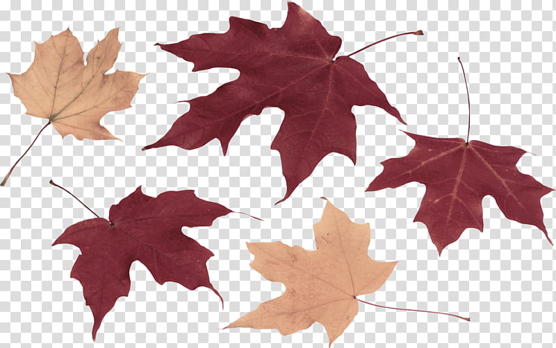 Maple leaf, Tree, Black Maple, Red, Plant, Woody Plant, Grape Leaves, Plane transparent background PNG clipart