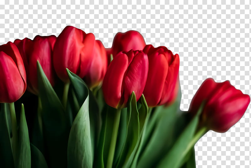 Floral Spring Flowers, Tulip, Blossom, Cut Flowers, Plant Stem, Bud, Petal, Plants transparent background PNG clipart