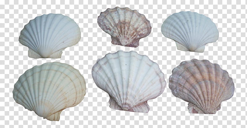 Cockle Conchology, Scallop, Shell, Bivalve, Shellfish, Seafood, Natural Material transparent background PNG clipart