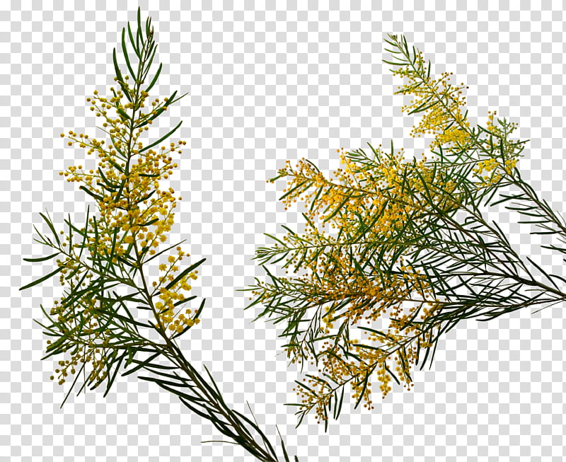 flowers  Wattle Pk , yellow and green leaf plant transparent background PNG clipart