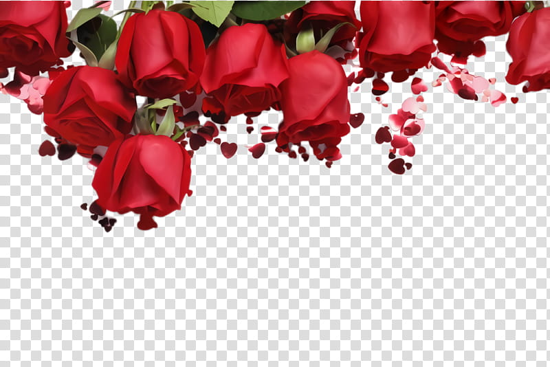 Garden roses, Red, Petal, Flower, Cut Flowers, Plant, Rose Family, Bouquet transparent background PNG clipart