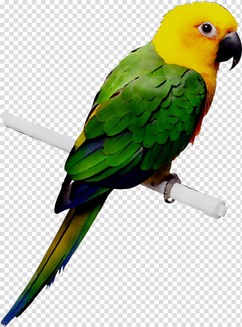 Bird Cage, Budgerigar, Parrot, Cockatiel, Lovebird, Parakeet, Companion Parrot, Pet transparent background PNG clipart