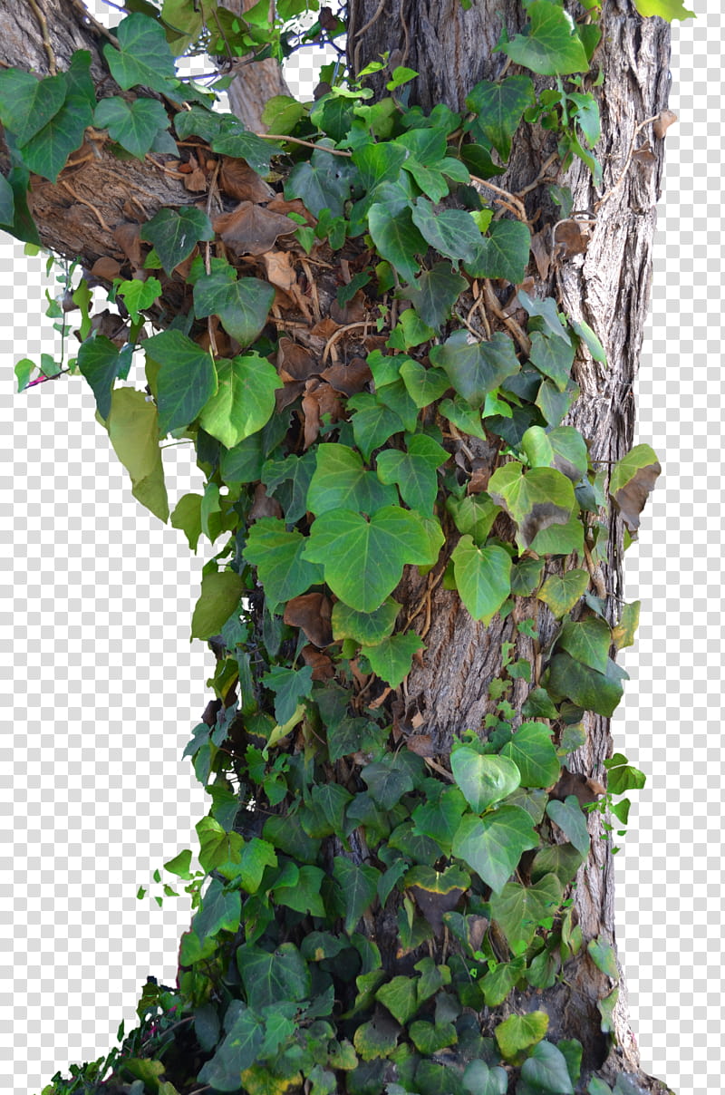 Tree Ivy and Vines , green vine plant on tree trunk transparent background PNG clipart