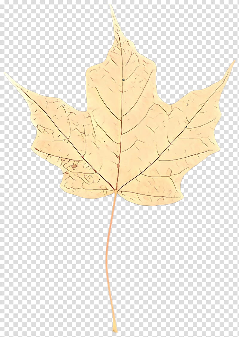 Maple leaf, Cartoon, Tree, Black Maple, Plant, Plane, Woody Plant, Planetree Family transparent background PNG clipart