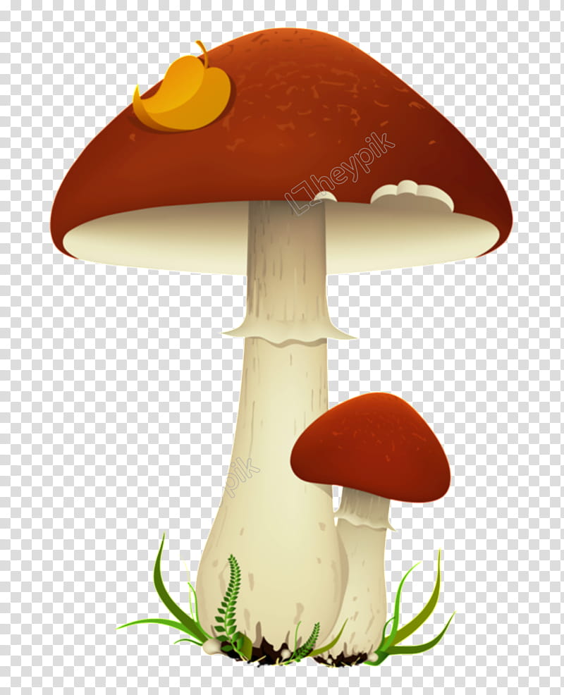 Mushroom Cloud, Edible Mushroom, Chanterelle, Fungus, Cantharellus Cibarius, Cartoon, Agaricomycetes, Agaricaceae transparent background PNG clipart