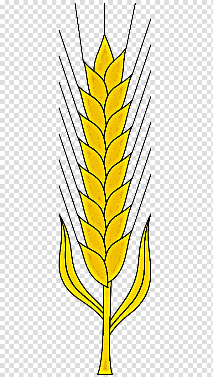 Wheat, Yellow, Leaf, Food Grain, Plant, Grass Family, Line, Elymus Repens transparent background PNG clipart