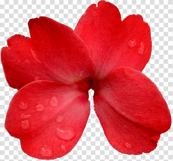 Pink Flower, Red, Brush, Mask, Internet, Blog, Petal, Azalea transparent background PNG clipart