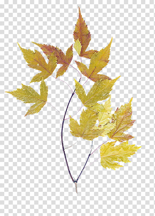 Earth Animation, Earth Day, Leaf, Plant Stem, Maple, Plants, Yellow, Tree transparent background PNG clipart