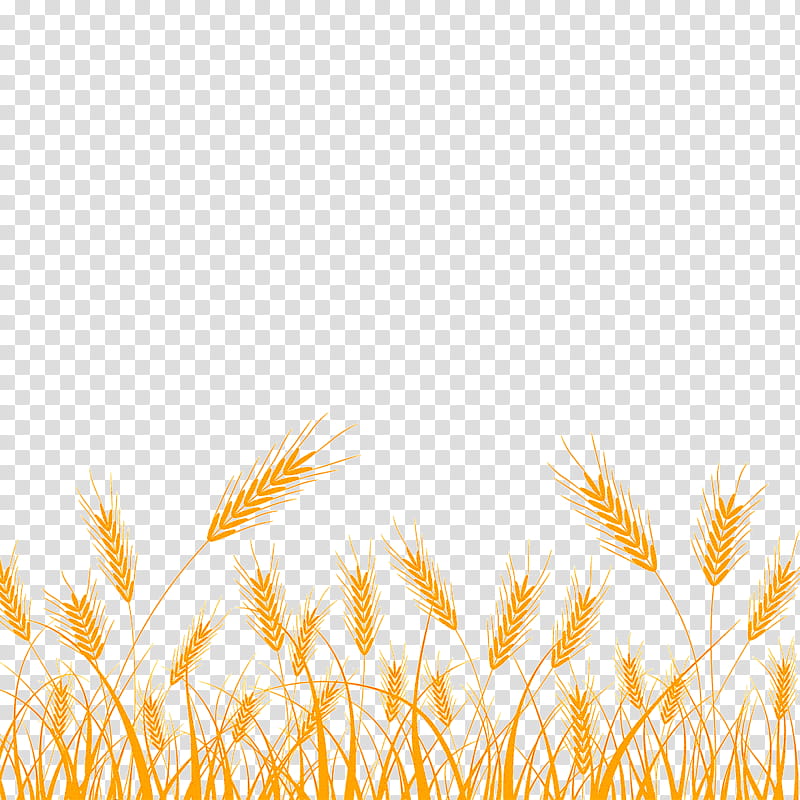 Wheat, Grass Family, Plant, Food Grain, Rye, Khorasan Wheat transparent background PNG clipart