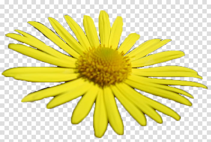 yellow daisy flower transparent background PNG clipart