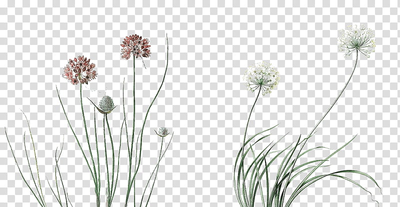Black And White Flower, Cartoon, Plant Stem, Breathing, Flora, Grass, Grass Family, Tree transparent background PNG clipart