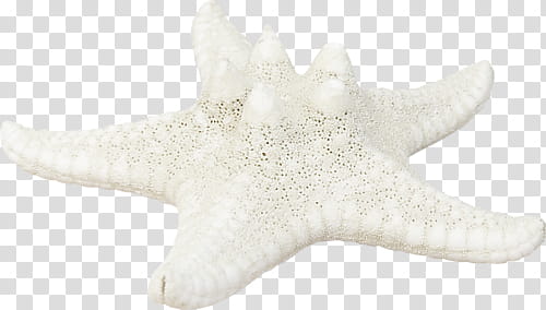 white starfish transparent background PNG clipart