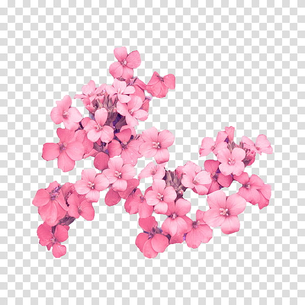 flower power s, pink petaled flowers transparent background PNG clipart