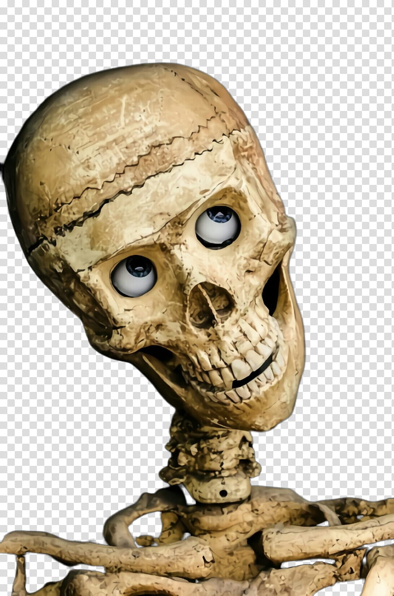 skull bone head skeleton anthropology, Forehead, Jaw, Human, Animation transparent background PNG clipart