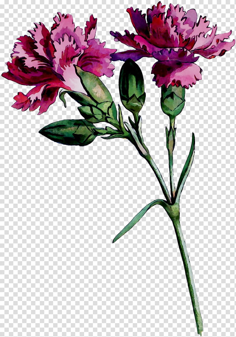 Wedding Floral, Cut Flowers, Lily Of The Incas, Floral Design, Carnation, Herbaceous Plant, Plant Stem, Peony transparent background PNG clipart
