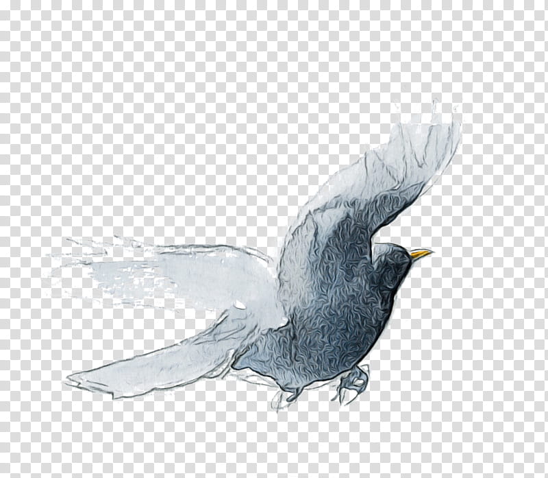 bird beak drawing wing sketch, Watercolor, Paint, Wet Ink, Blackbird transparent background PNG clipart
