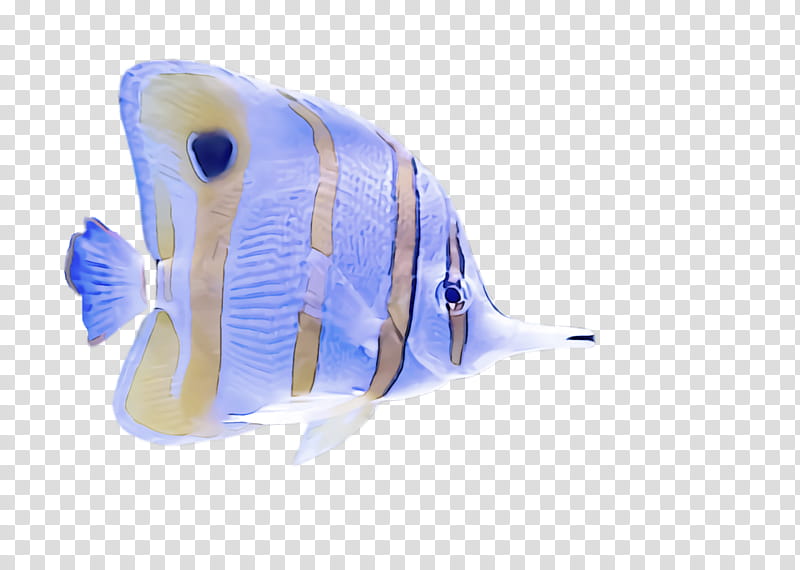 fish fish pomacanthidae butterflyfish pomacentridae, Holacanthus, Aquarium Decor transparent background PNG clipart