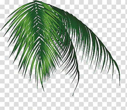 Jungle s, linear green-leafed plant transparent background PNG clipart